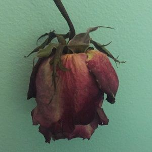 Meet your Posher, Aileen